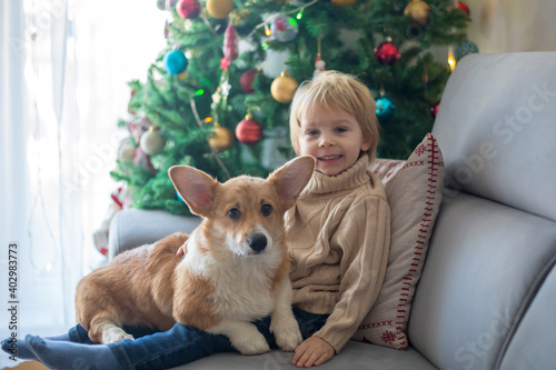 Cute toddler child. boy, hugginh baby puppy corgi dog at home on Christmas photo