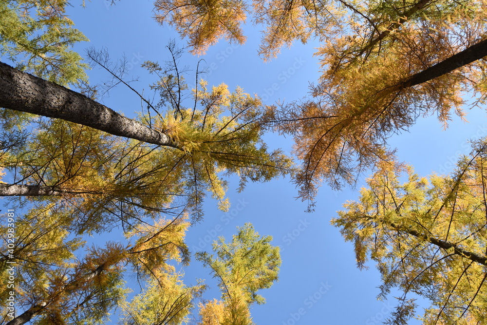 Obraz premium Lärchenwald im Herbst
