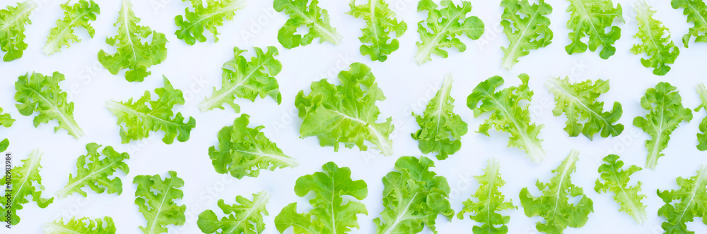 Green oak lettuce leaves on white background. Top view Green oak lettuce leaves on white background. Top view