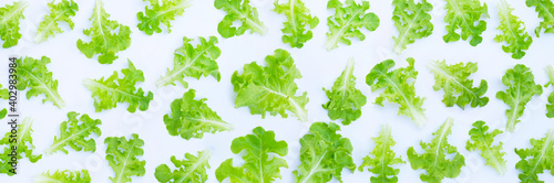 Green oak lettuce leaves on white background. Top view