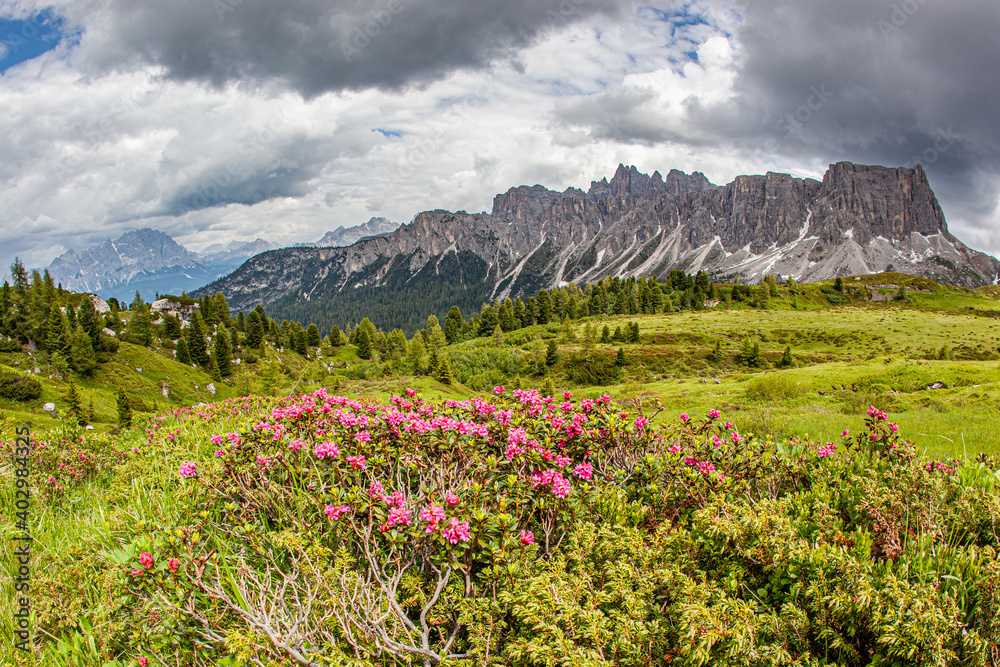 Obraz premium landscape forest in trentino with dolomiti mountain