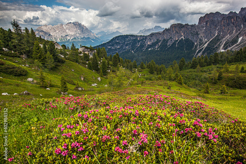 landscape forest in trentino with dolomiti mountain © vaclav