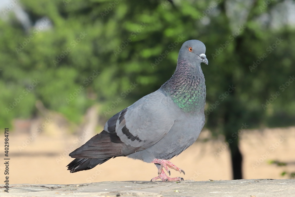 Obraz premium A dove bird walking on a rock