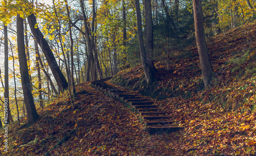 Hiking trail in the national park in autumn. Wooden steps on a steep slope in yellow leaves National park in Latvia. Sigulda