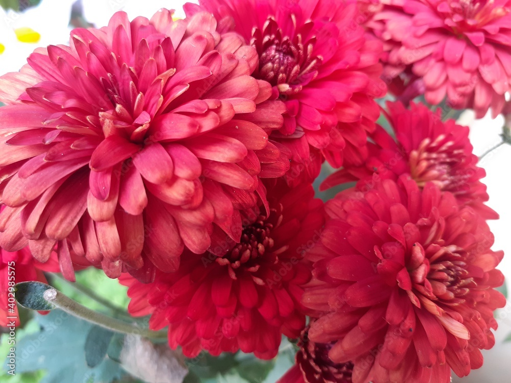chrysanthemum flowers