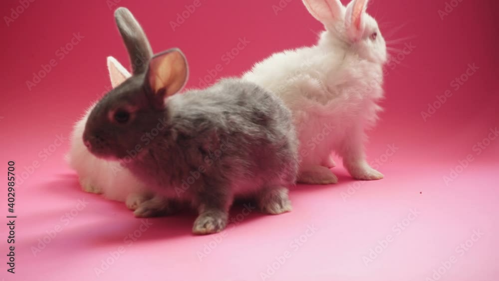 three rabbits sitting on a pink background
