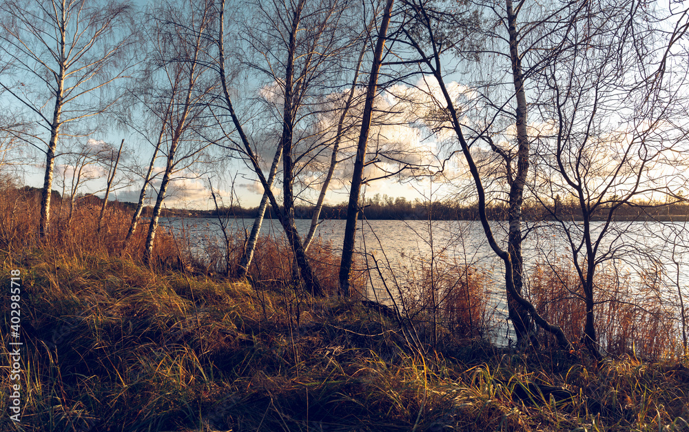 Pine trees in early autumn in the forest on a sunny warm day. Sunlight shines through the branches onto the grass. Gauja river. Latvia Pine trees in early autumn in the forest on a sunny warm day. Sunlight shines through the branches onto the grass. Gauja river. Latvia