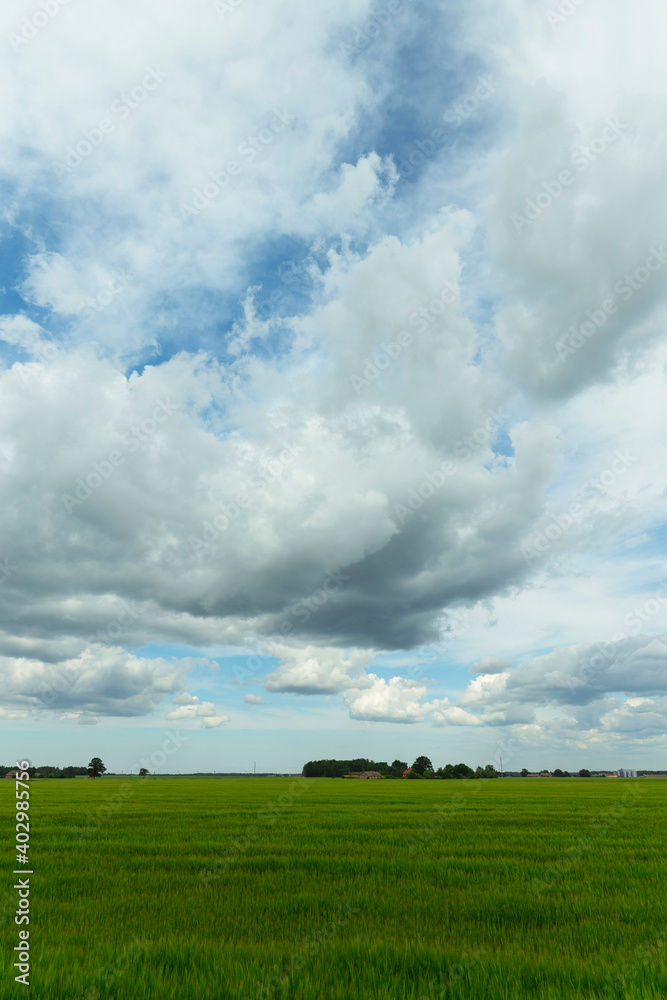 Agricultural green field to the horizon. Sunny bright day with clouds in the sky