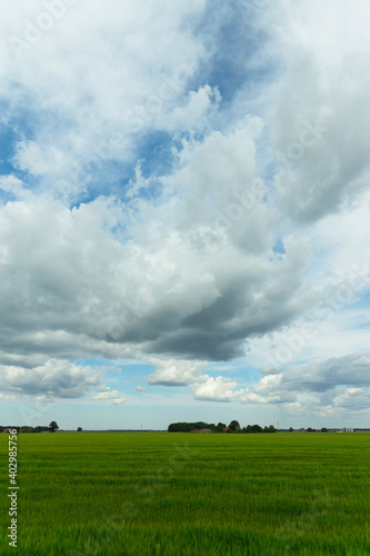 Agricultural green field to the horizon. Sunny bright day with clouds in the sky