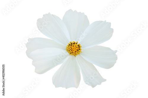 White cosmos flower isolated on white background.