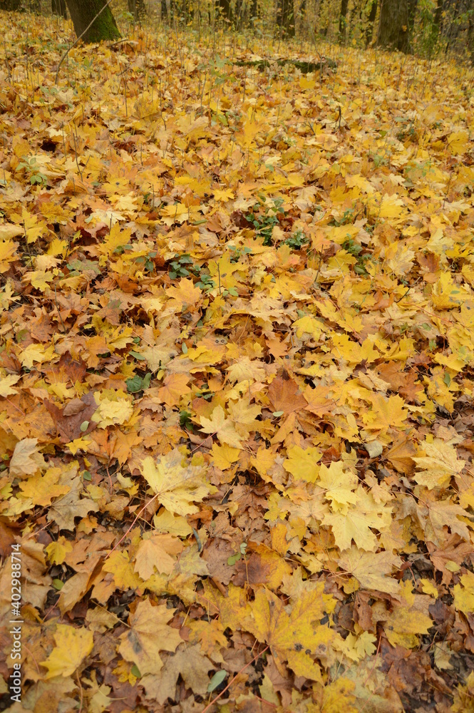 Yellow autumn leaves Yellow autumn leaves