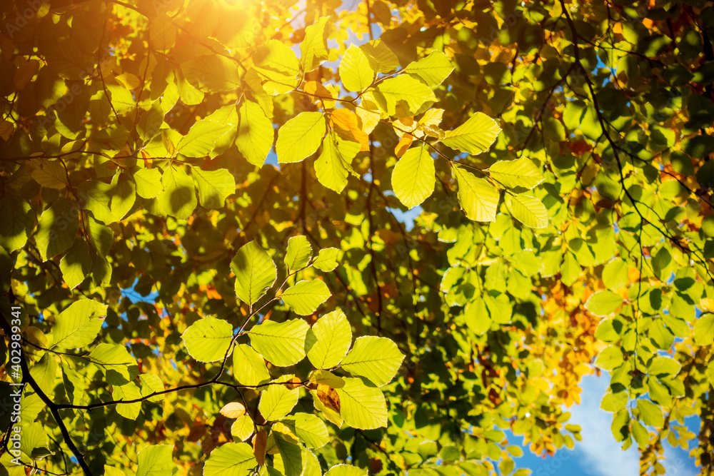 Green leaves on the branches on a sunny day. Green leaves on the branches on a sunny day.