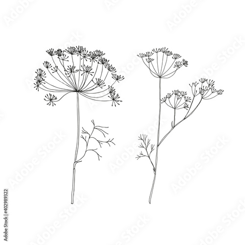 Vector fennel or dill flowers isolated black. Realistic hand drawn flower illustration set on white background.