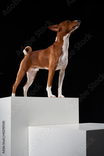 Studio shot of Basenji dog standing in posture on white boxes photo