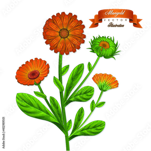 Calendula vintage hand drawn medical vector illustrations. Pharmaceutical, botanical calendula plant hand drawn. Vector retro marigold draw. 