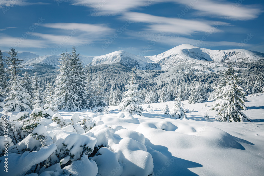 White winter spruces in snow on a frosty day. Location place Carpathian mountains, Ukraine. White winter spruces in snow on a frosty day. Location place Carpathian mountains, Ukraine.