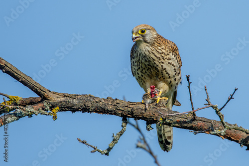 Turmfalke (Falco tinnunculus) Weibchen