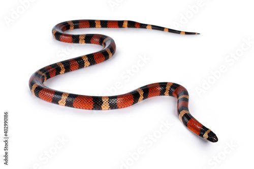 Adult female Pueblan milk snake aka Lampropeltis triangulum campbelli snake, isolated on a white background.