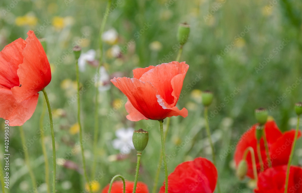 Schöne Mohnblume in der Seitenansicht Schöne Mohnblume in der Seitenansicht