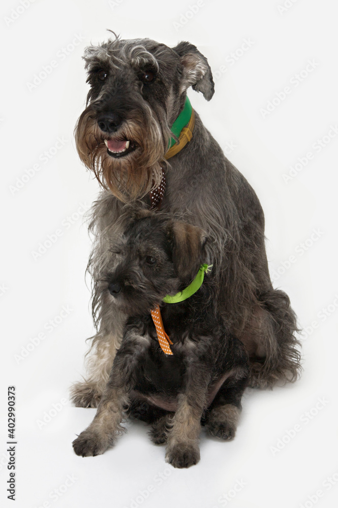 Schnauzer dog with her puppy son isolated on white background.