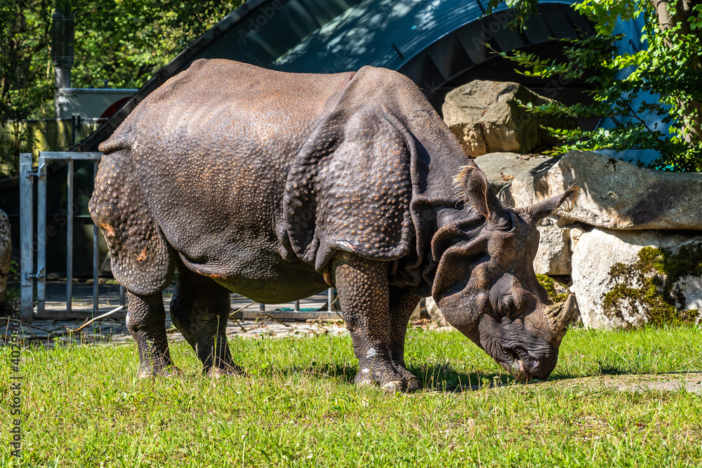 Naklejka premium The Indian Rhinoceros, Rhinoceros unicornis aka Greater One-horned Rhinoceros