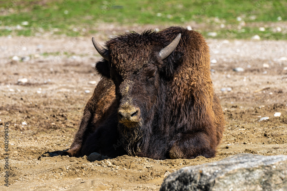 American buffalo known as bison, Bos bison in the zoo American buffalo known as bison, Bos bison in the zoo