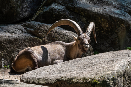 Fototapet Male mountain ibex or capra ibex on a rock