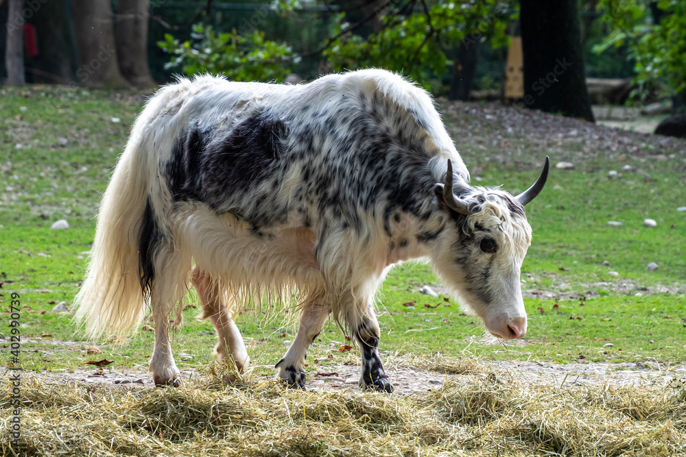 Obraz premium The domestic Yak, Bos mutus grunniens in a park