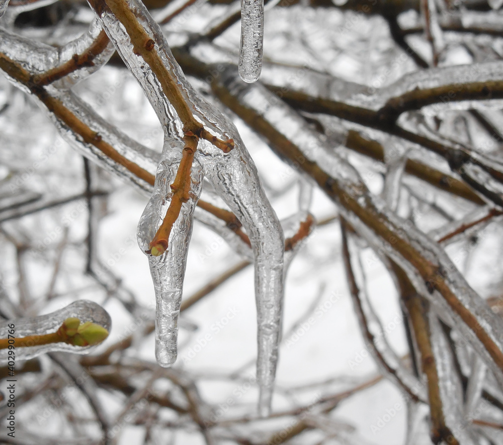 The lilac bush is covered with an ice shell after a freezing winter rain.