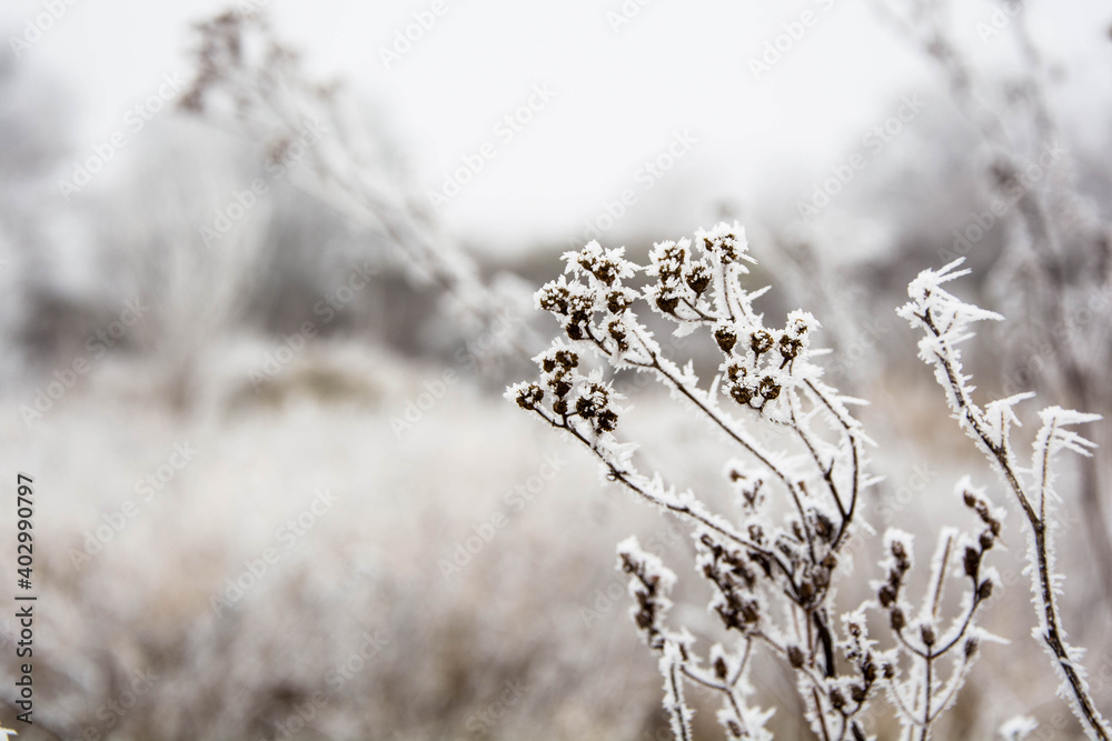 Frozen bush Frozen bush