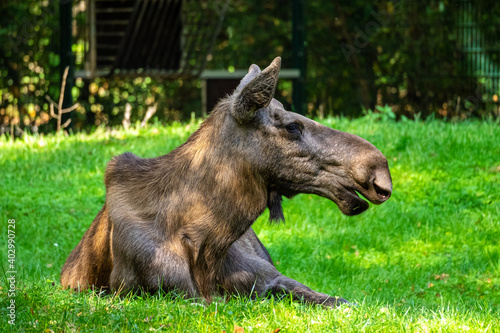 European Moose  Alces alces  also known as the elk