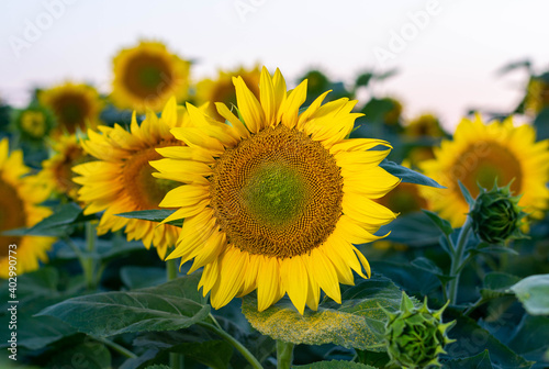 field of sunflowers