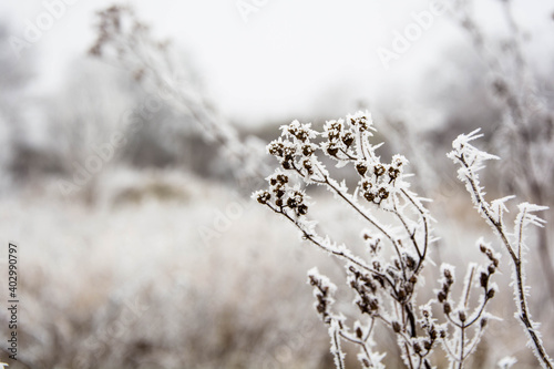 Frozen bush © Peter