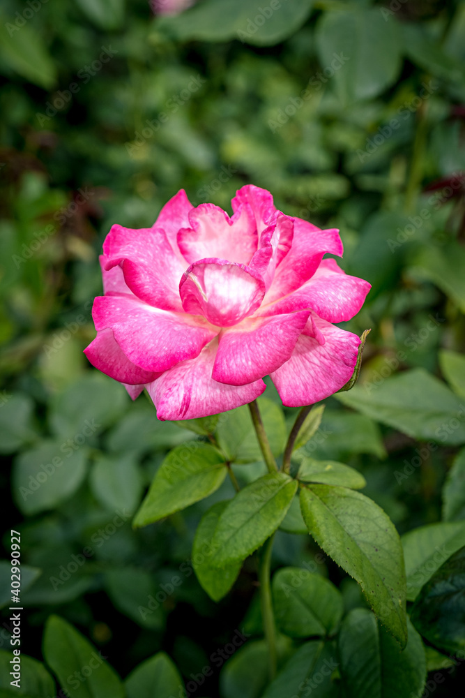 Pink rose in summer garden as natural and holidays background. Greetings card concept