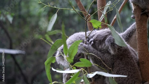 koala and joey feed togetheron gum leaves at blackbutt nature reserve in newcastle, australia photo