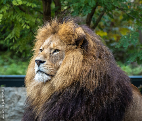 The lion, Panthera leo is one of the four big cats in the genus Panthera