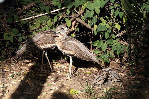 bush stone-curlew  (Burhinus grallarius) with chicks  australia photo