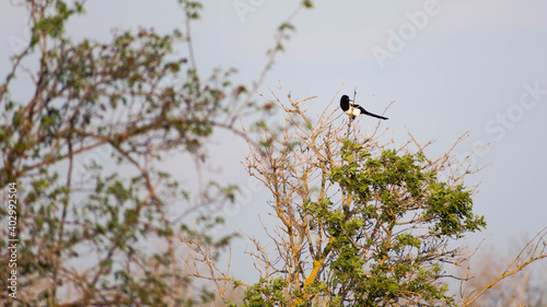 Magpie bird on the top of the tree