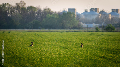 Rabbits on the field during sunset