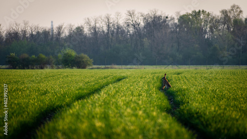 Rabbit on the field during sunset