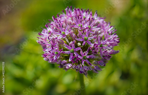 Blooming purple organic decorative bow, close-up on grass background, Allium rosenbachianum. Selective focus