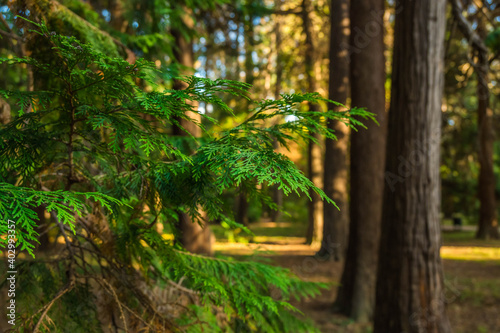 forest in the morning