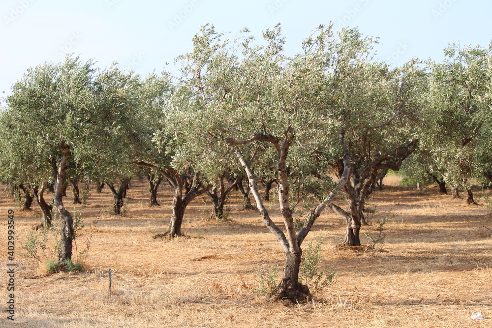 Fototapeta premium trees in the field