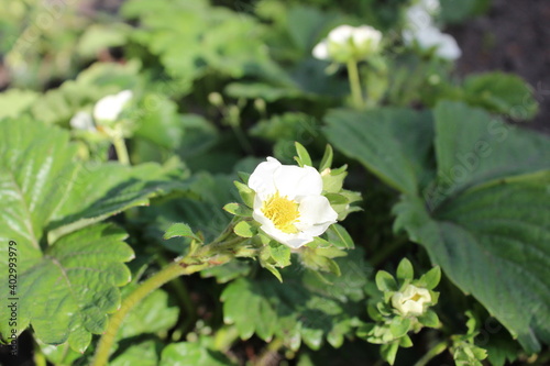 Bushes of flowering strawberries with small white flowers spring fruiting