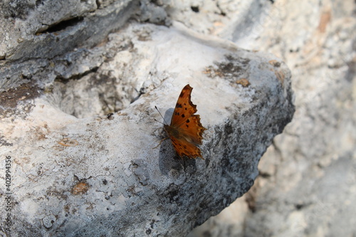 butterfly on the rock