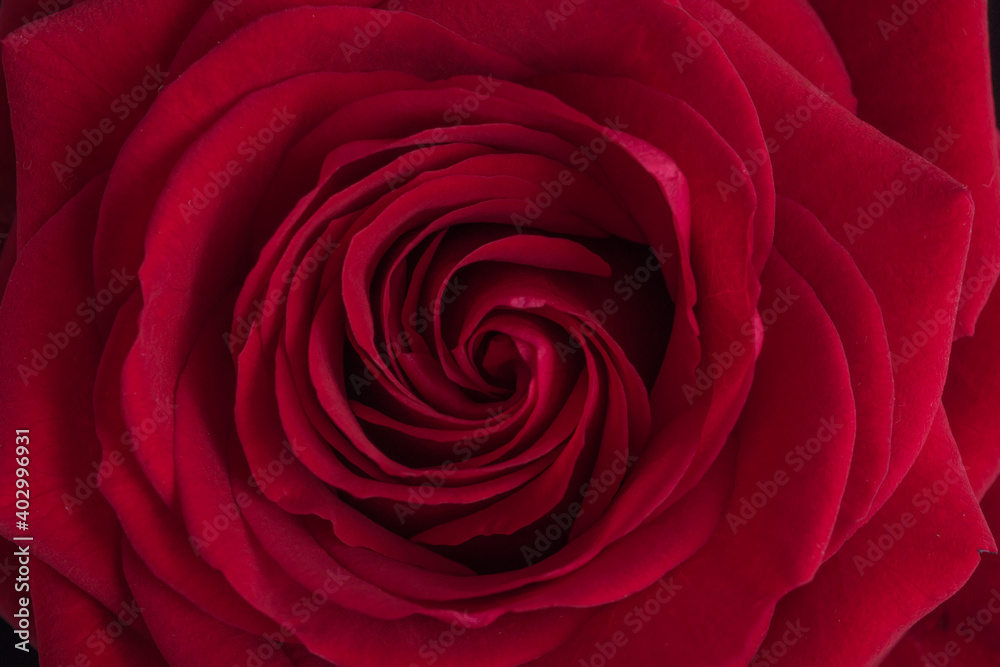 Red rose in close up. Red rose in close up.