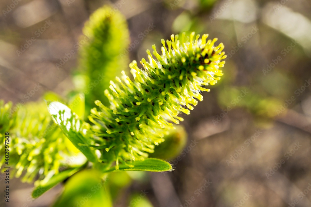 Fluffy green willow bud close up on a blurred natural background. Selective focus, copy space, spring plant growth, beauty in nature, springtime Fluffy green willow bud close up on a blurred natural background. Selective focus, copy space, spring plant growth, beauty in nature, springtime