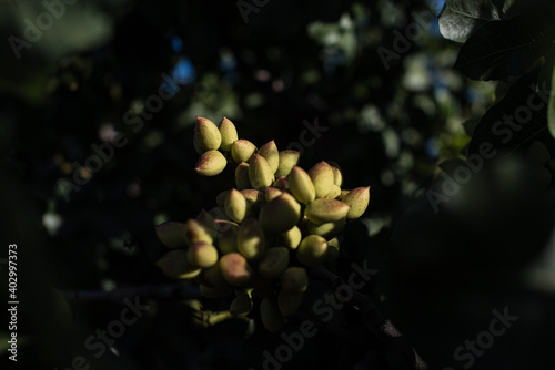 Arboles y pistachos en La Mancha