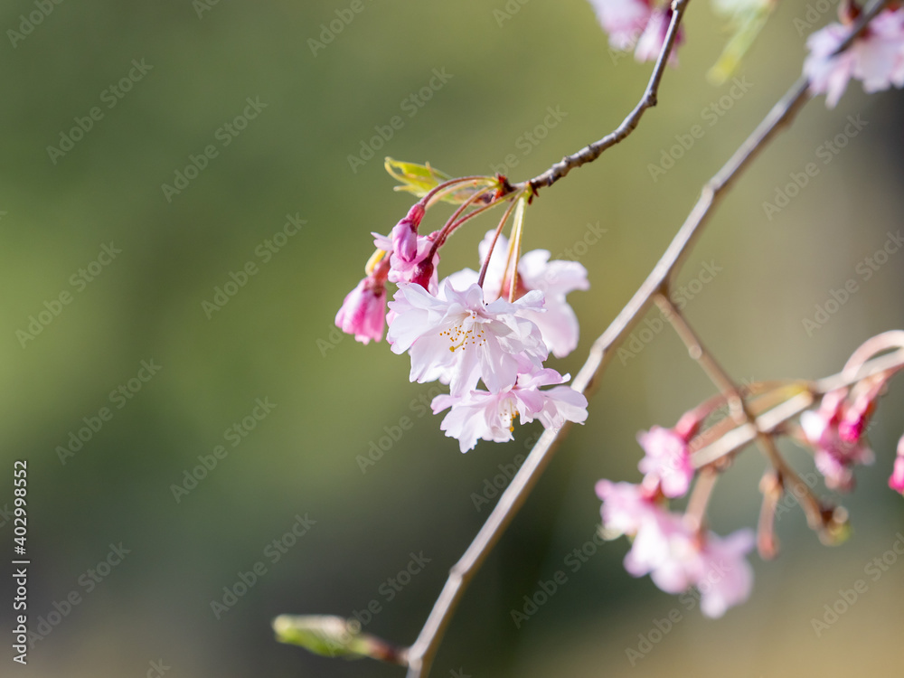 しだれ桜の花 しだれ桜の花