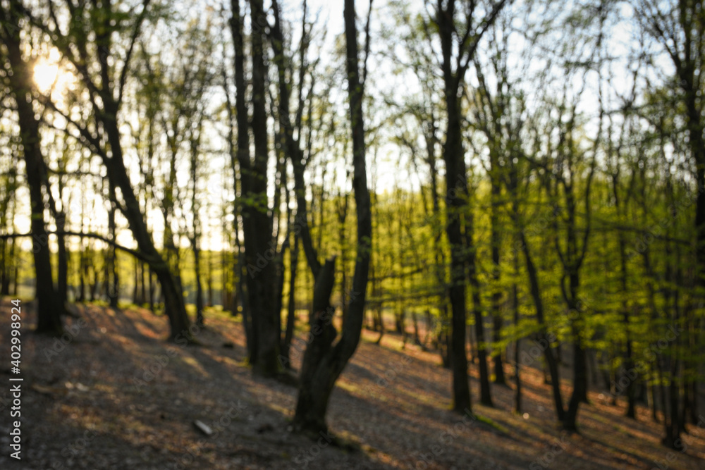Naklejka premium Spring forest at sunset. Young green leaves
